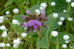 Flemingia nilgheriensis